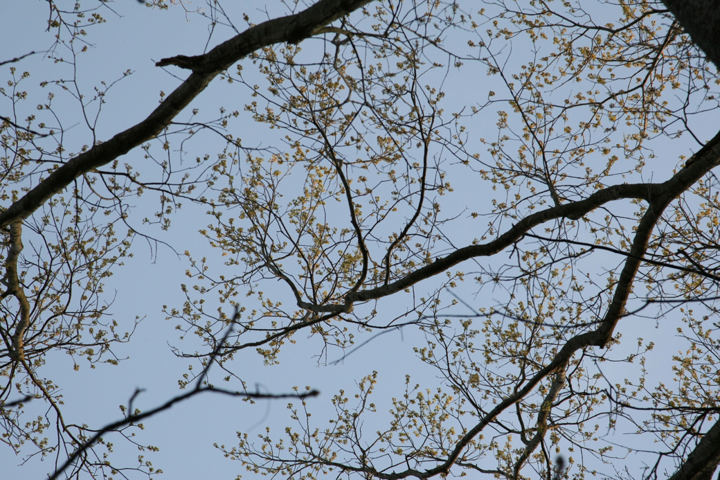 Full Size Image = 5000 K