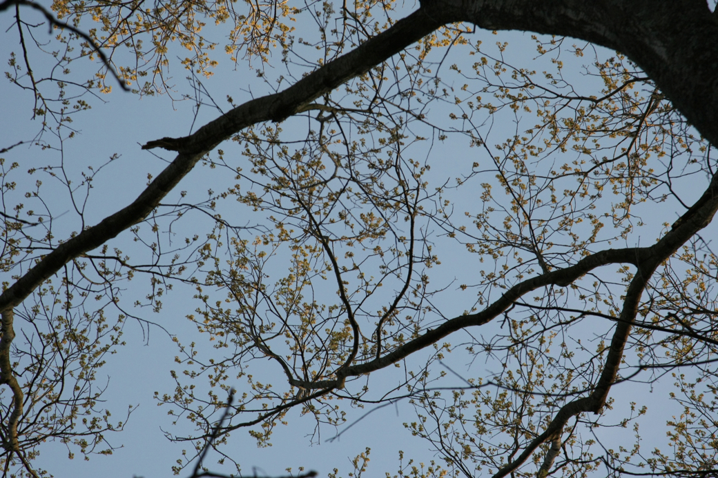 Full Size Image = 4717 K