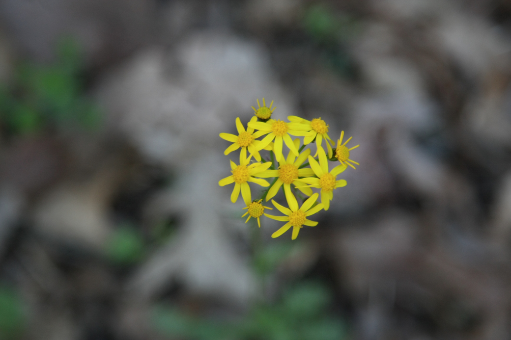 Full Size Image = 2914 K