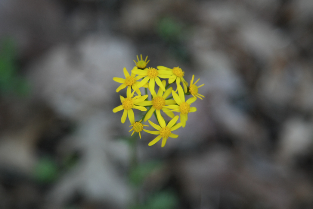 Full Size Image = 2887 K