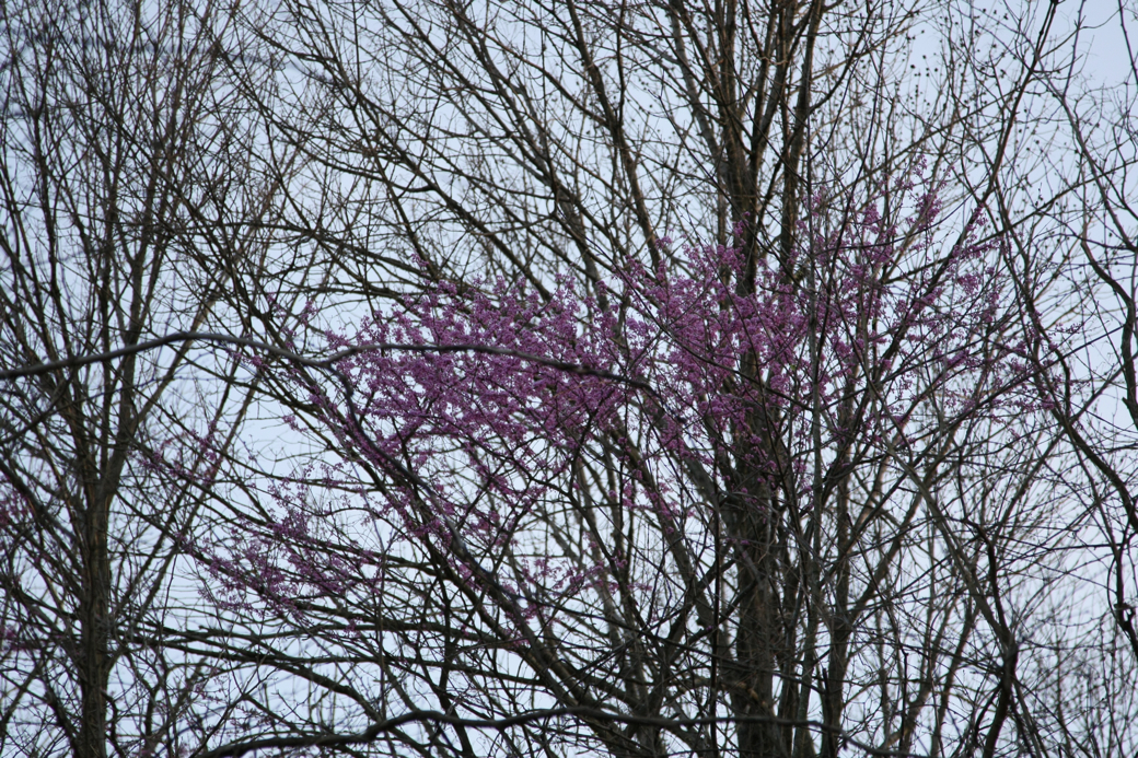 Full Size Image = 6129 K