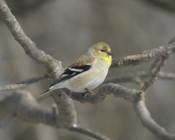 am goldfinch profile